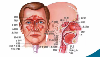 纯中药治鼻炎